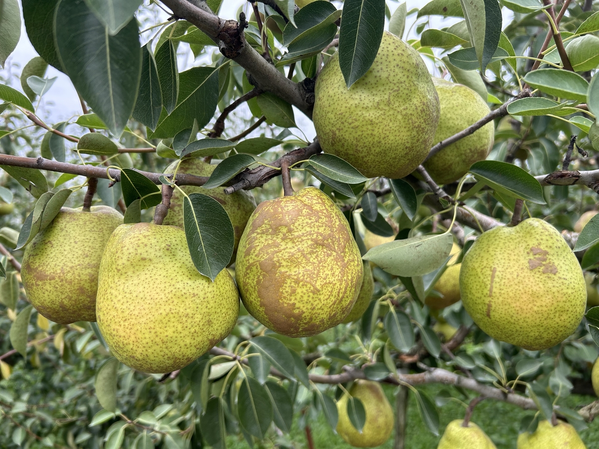 L-4N ご贈答ラ・フランス 約2kg | 王将果樹園